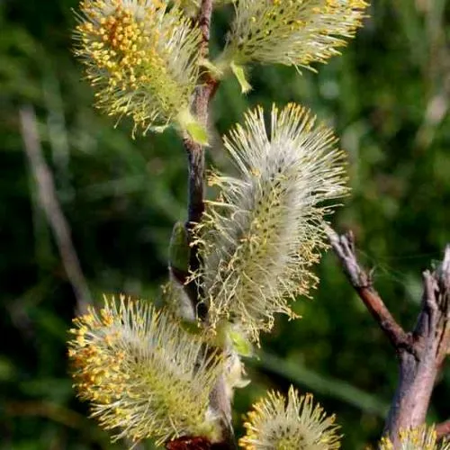 Salix cinerea