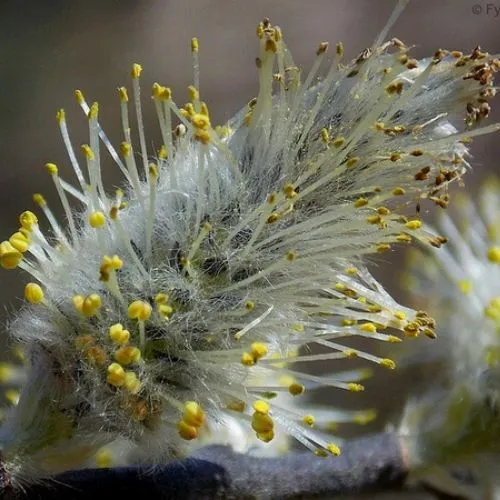 Salix discolor