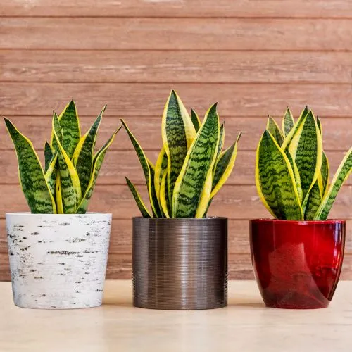 Sansevieria Trifasciata ‘Laurentii’ (Variegated Snake Plant)