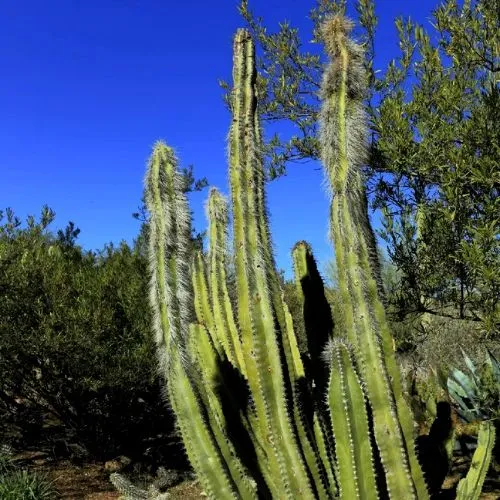 Senita Cactus (Pachycereus schottii)