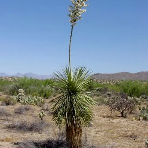 Soaptree Yucca (Yucca elata)