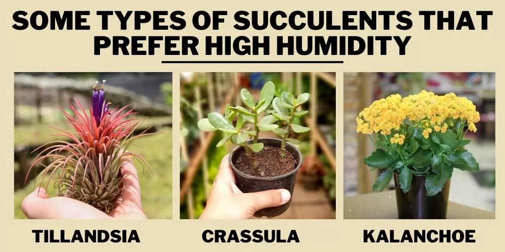 Some Types of Succulents that prefer High Humidity