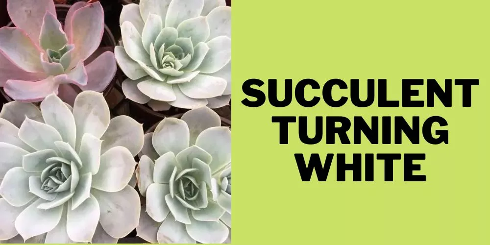 Succulent Turning White