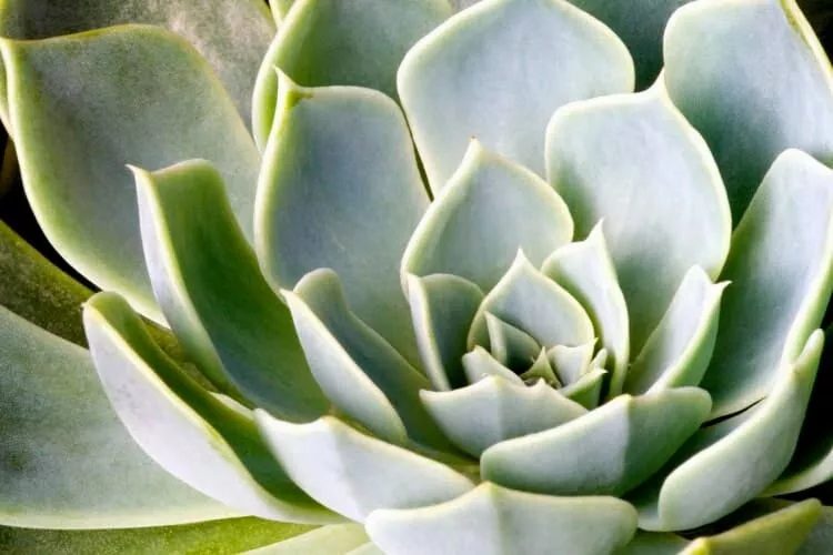 Succulent Turning White