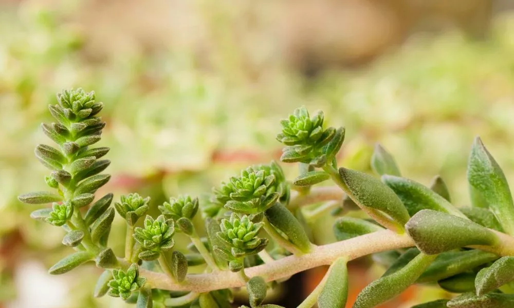 Succulents that grow tall 