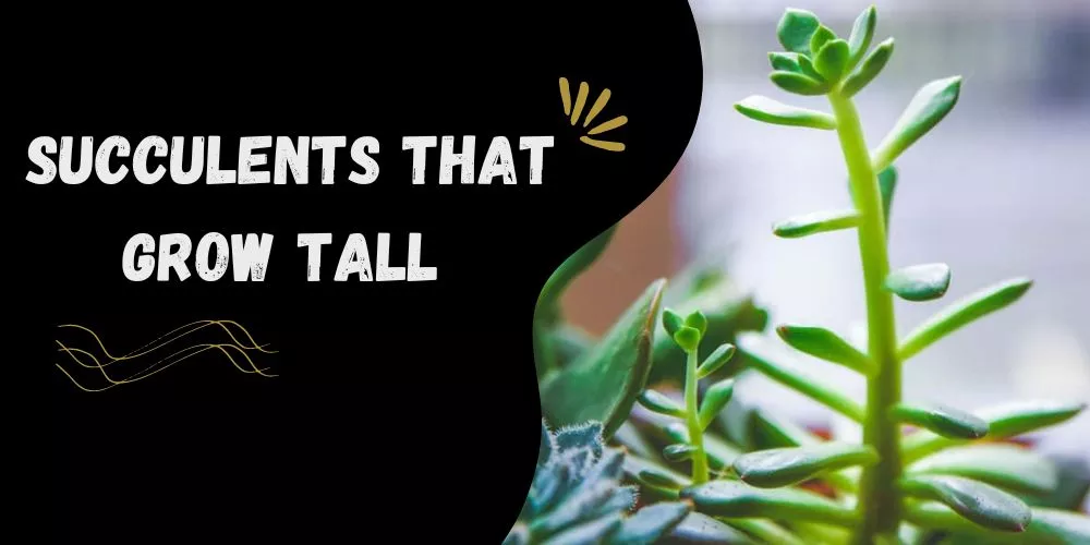 Succulents that grow tall 