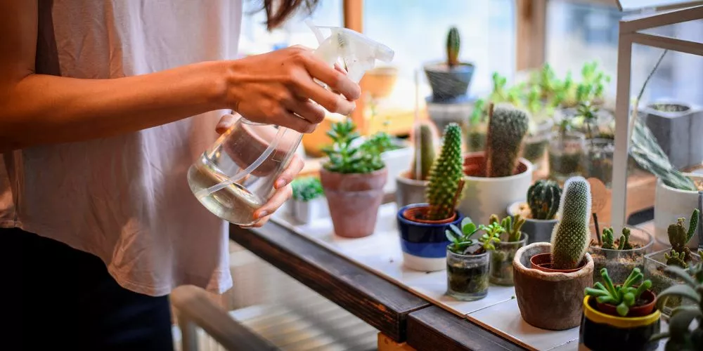 Tips To Take Care Of Succulents In High Humidity