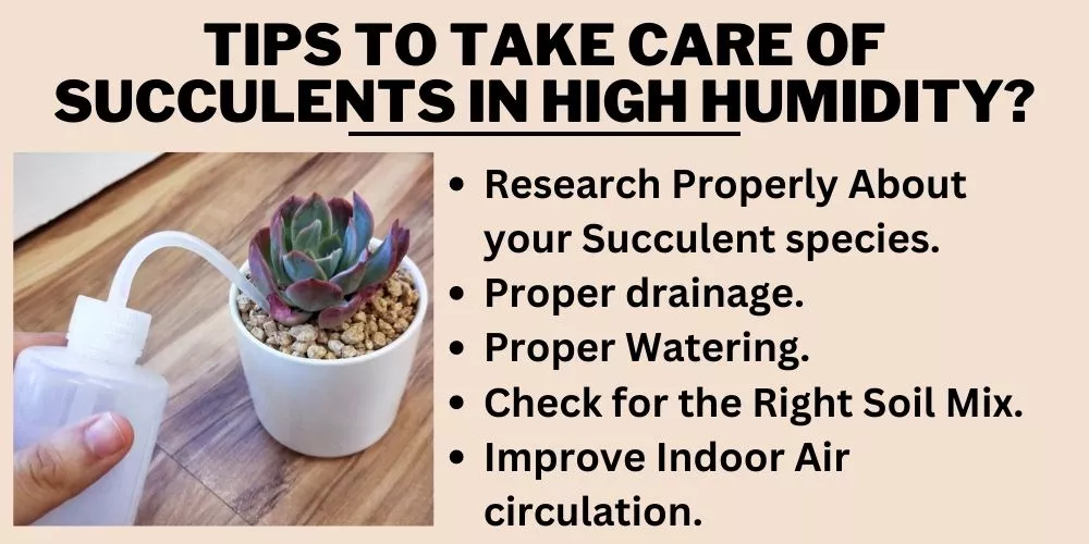 Tips To Take Care Of Succulents In High Humidity