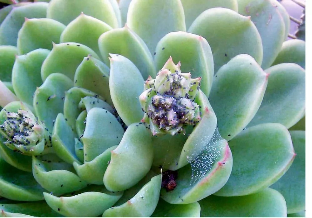 Tips for Preventing Pests on Succulents