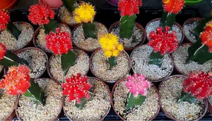 Tips to Increase the lifespan of the succulents without soil