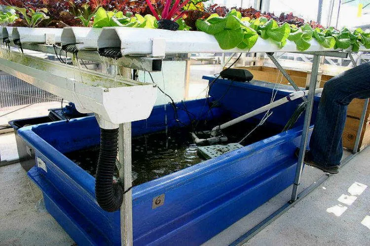 What is a good water ppm For Hydroponics