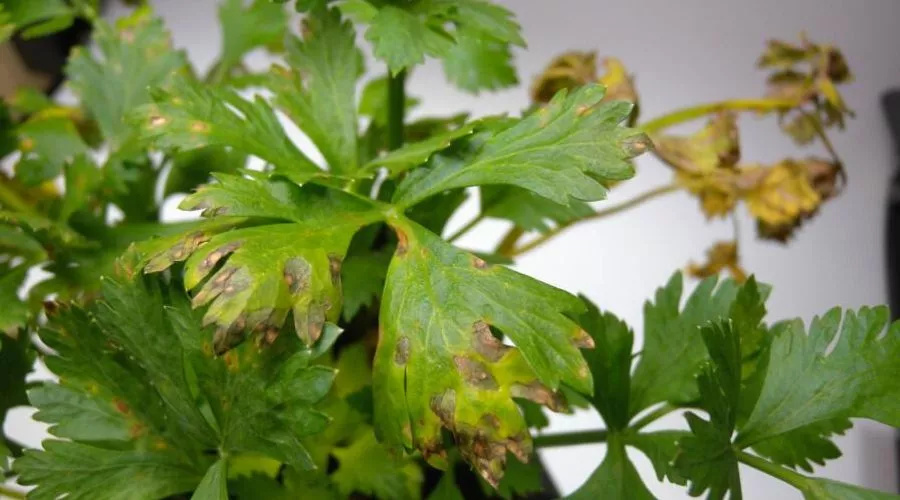 Why Blight May Cause Parsley Leaves Turn Yellow