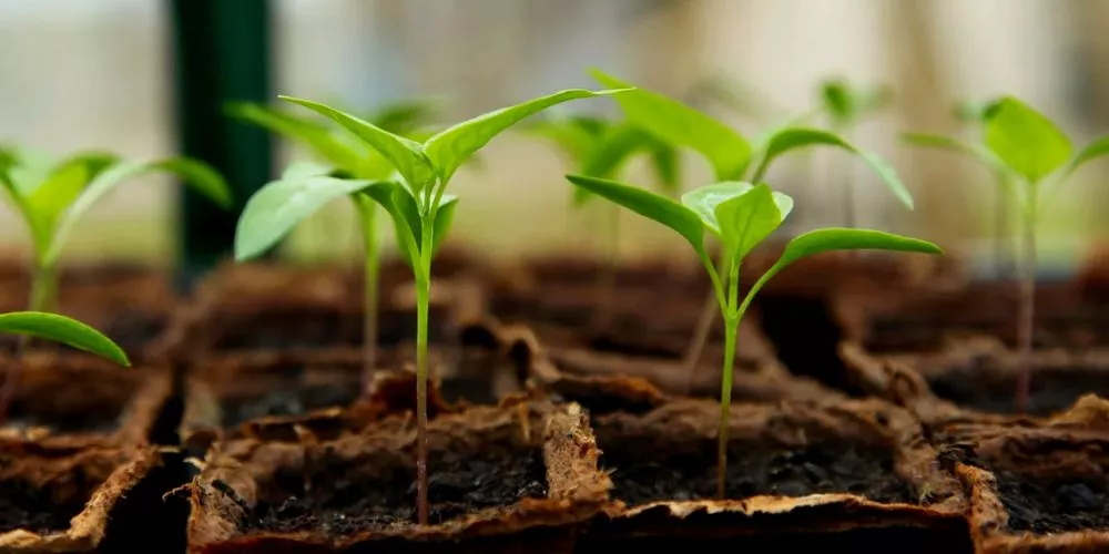 Best Ways To Germinate Seeds For Hydroponics 