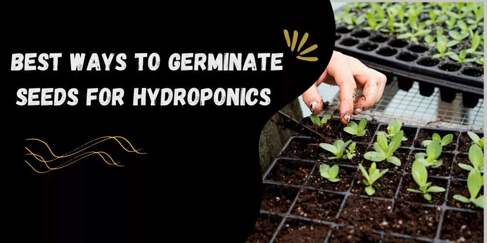 Best Ways To Germinate Seeds For Hydroponics 