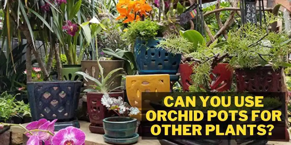 Can you use orchid pots for other plants