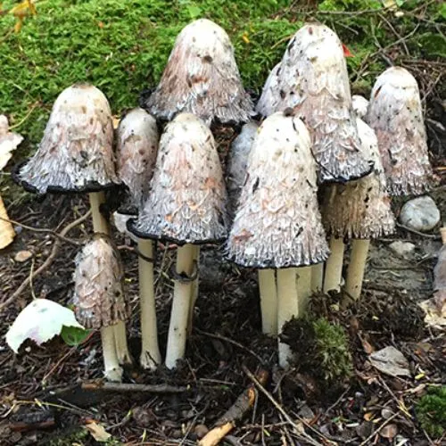 Coprinus Comatus