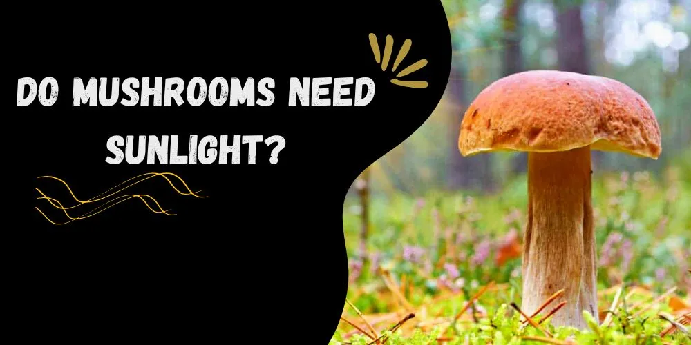 Do mushrooms need sunlight?