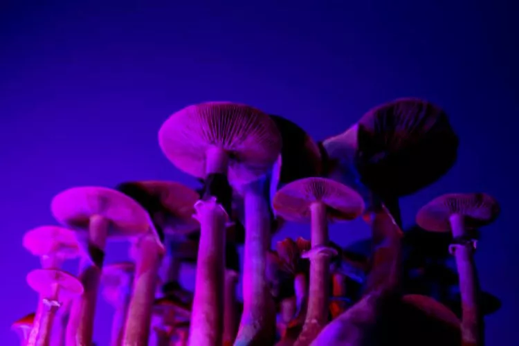 Does Mycelium need Light