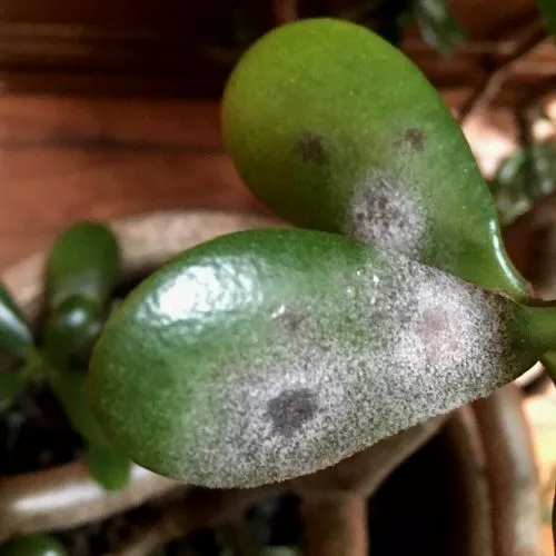 Fungal Infections on jade