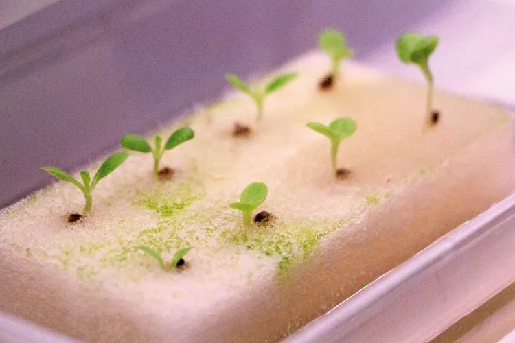 Germinate Seeds For Hydroponics using Jigsaw Foam