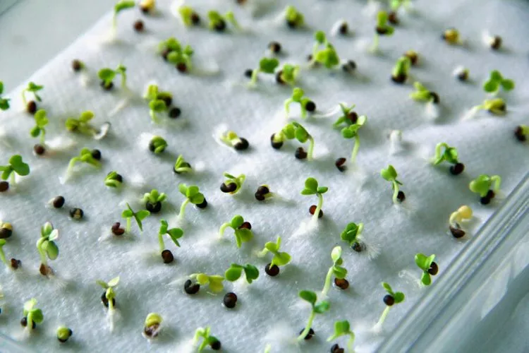 Germinate Seeds For Hydroponics using Paper Towel