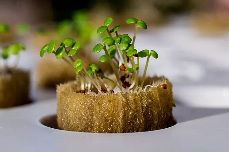 Germinating Seeds for Hydroponics Using Rockwool