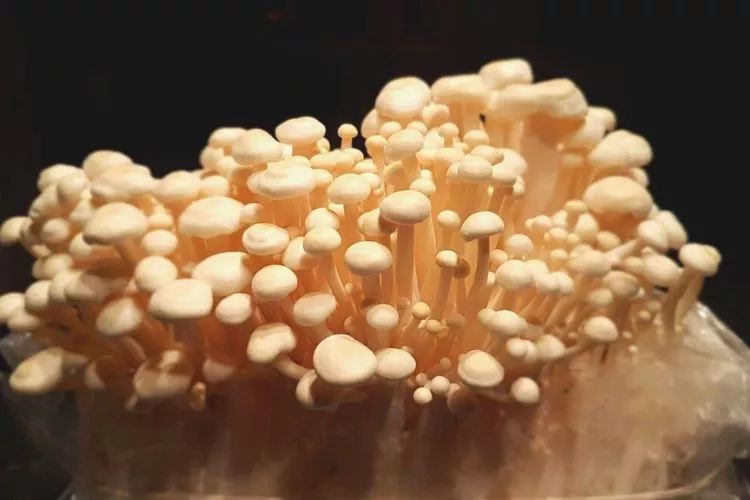 How Light Triggers Mycelium to Fruit Mushrooms