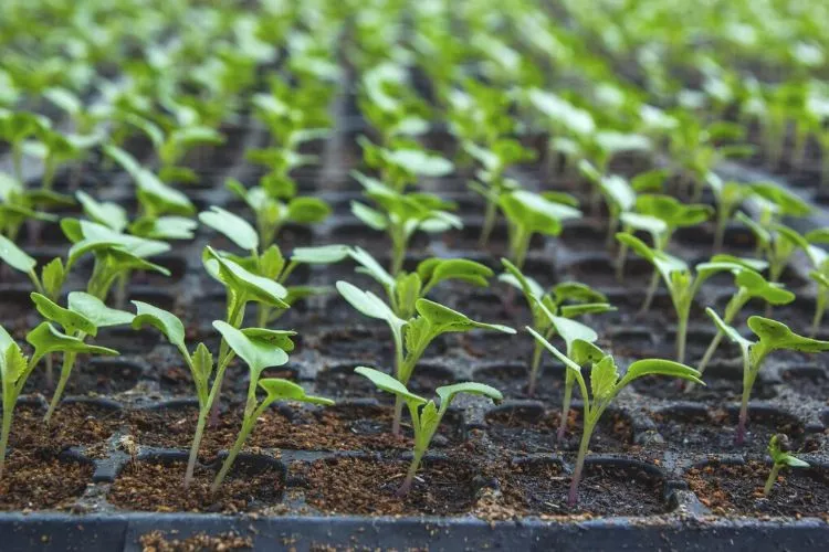 How Long Does Cauliflower Take to Grow