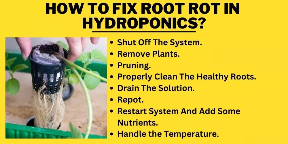 How To Fix Root Rot In Hydroponics