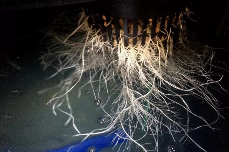 How To Fix Root Rot In Hydroponics