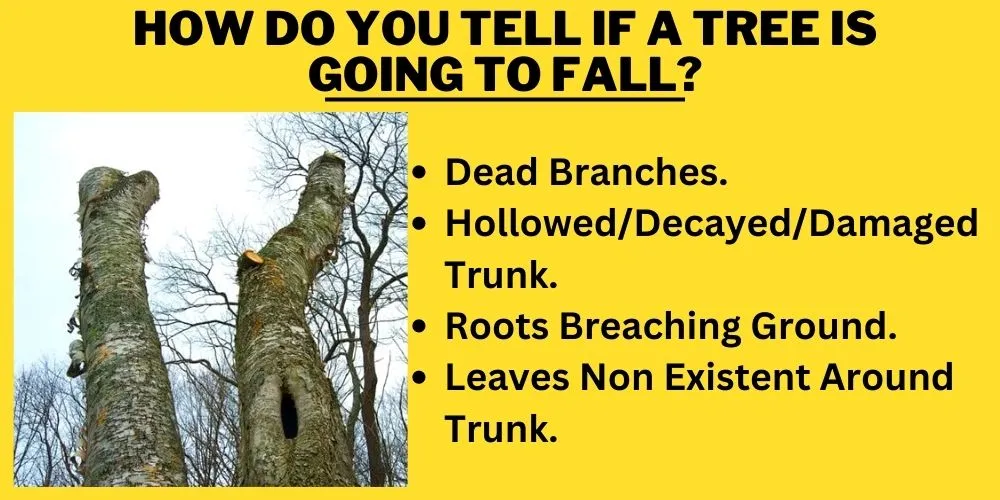 How do you tell if a tree is going to fall