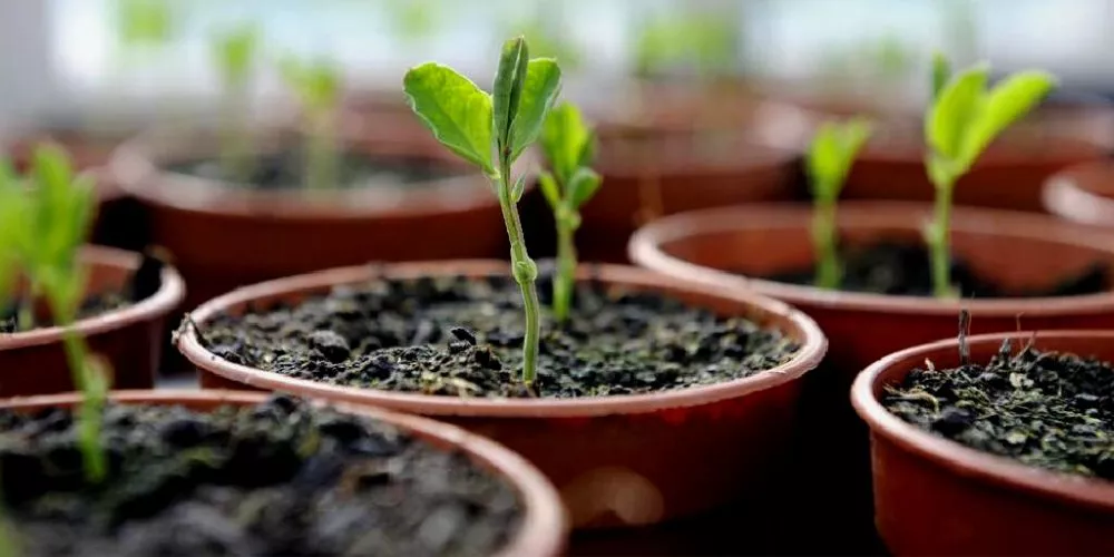 How do you transplant seedlings to hydroponics