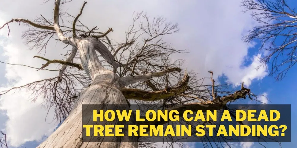 How long can a dead tree remain standing