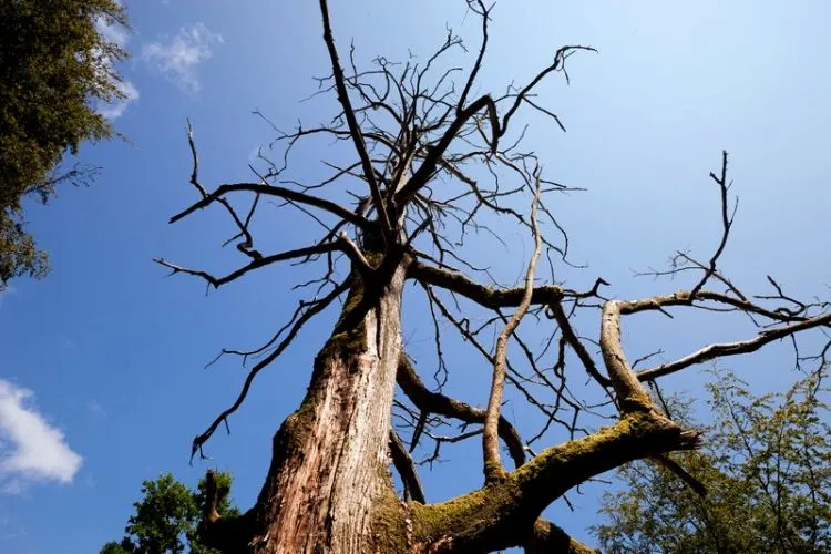 How long can a dead tree remain standing: in detail