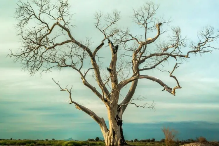 How long can a dead tree remain standing