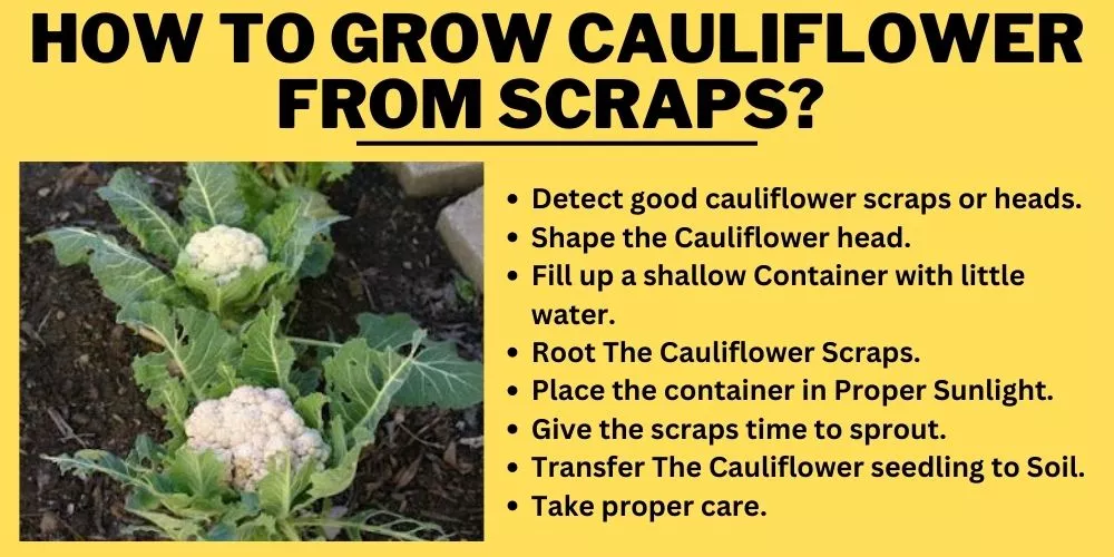 How to grow cauliflower from scraps