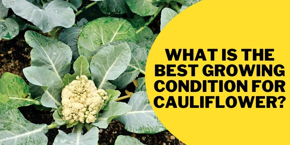 How to grow cauliflower from scraps