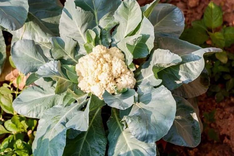 How to grow cauliflower from scraps step by step guide