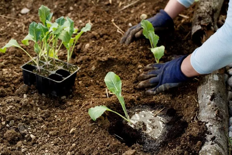 How to grow cauliflower from scraps