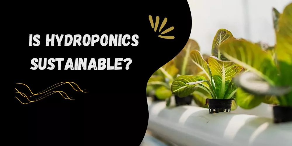 Is hydroponics sustainable