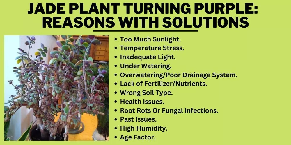 Jade plant turning purple:  Reasons With Solutions