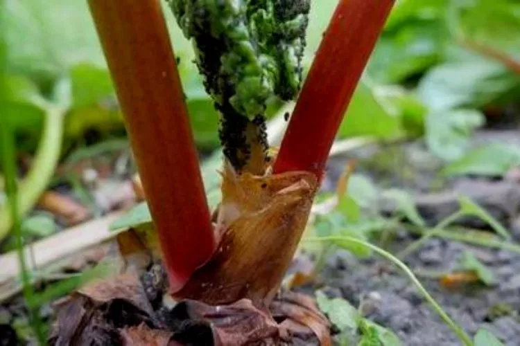 Pest Attack on rhubarb plant