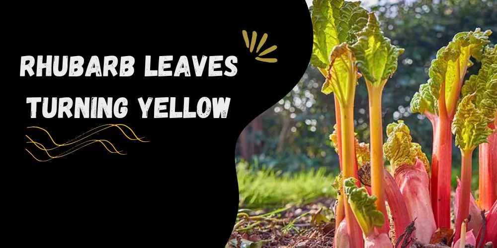 Rhubarb leaves turning yellow