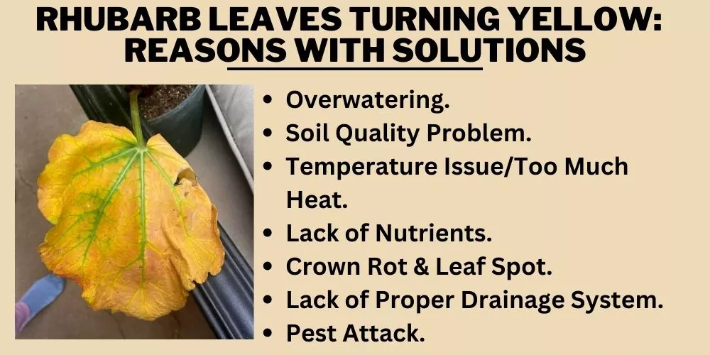 Rhubarb leaves turning yellow:  Reasons With Solutions