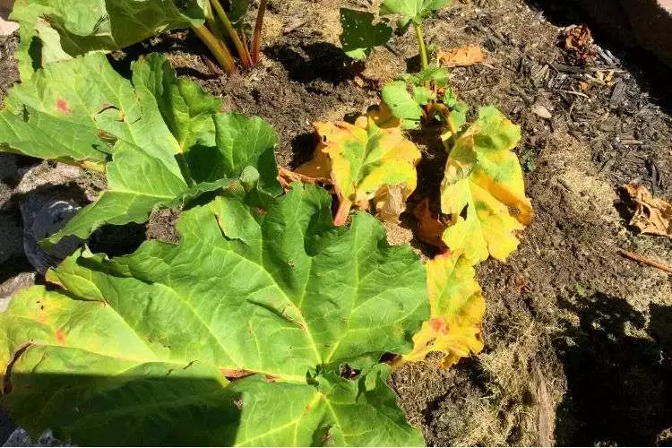 Rhubarb leaves turning yellow