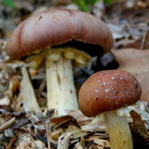 Stropharia Rugosoannulata