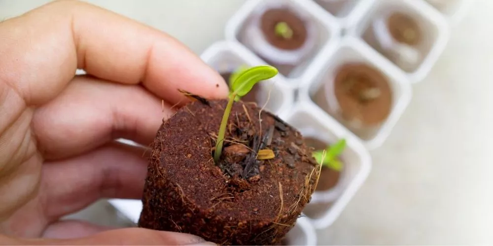 Tips for Transplanting for Hydroponics