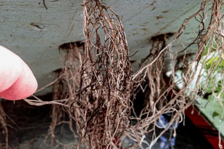 What causes root rot in hydroponics