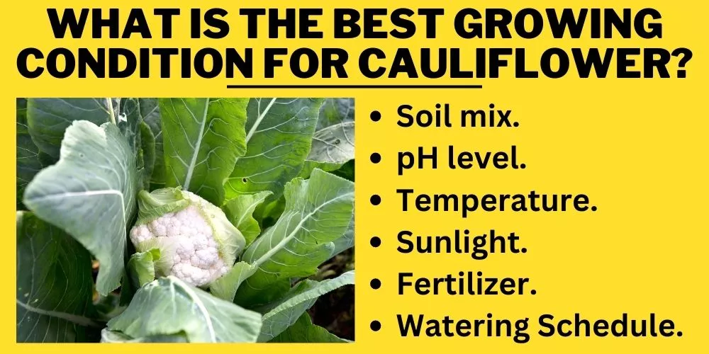 What is the best growing condition for cauliflower