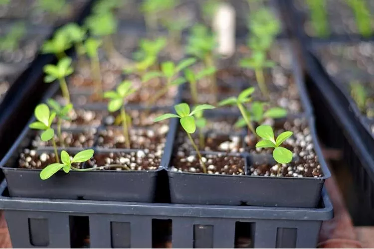 When To Transplant Seedlings in Hydroponics